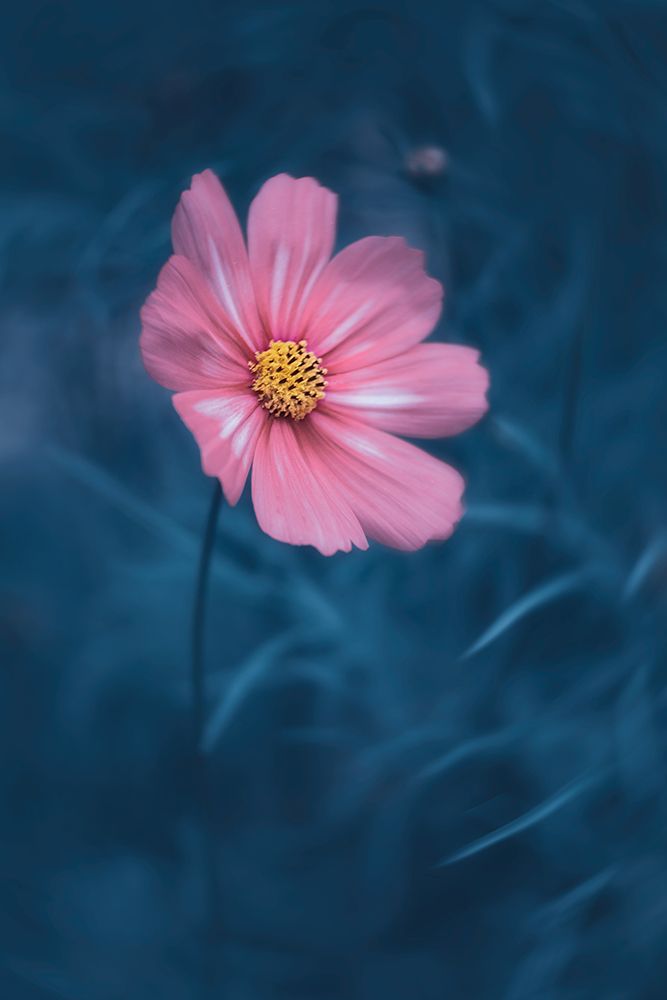 Lovely Cosmos art print by Lydia Jacobs for $57.95 CAD