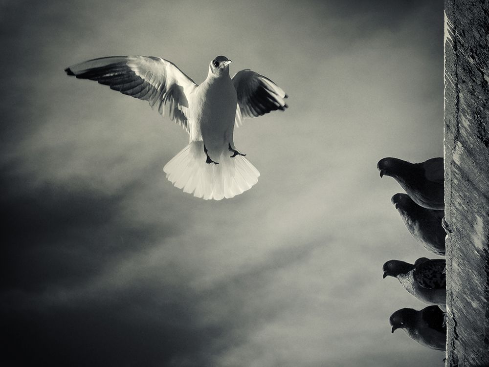 The White And The Blacks art print by Marco Bianchetti for $57.95 CAD