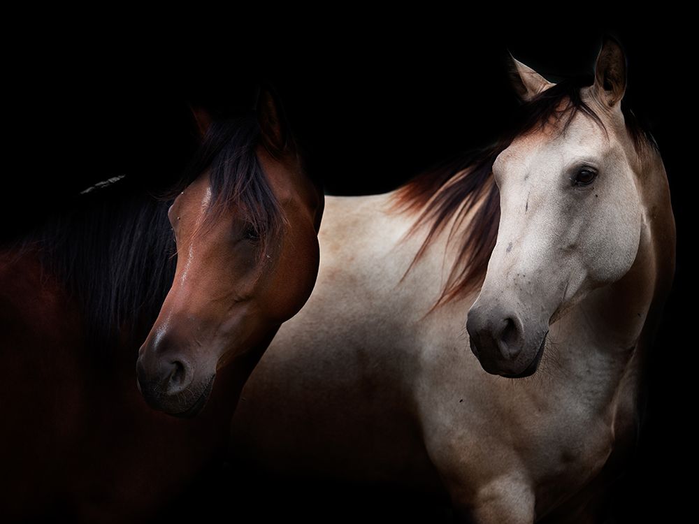 Cavalli art print by Massimo Della Latta for $57.95 CAD