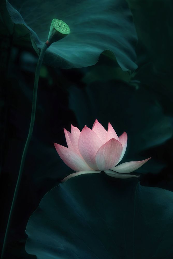 Lotus Flower art print by Catherine W. for $57.95 CAD