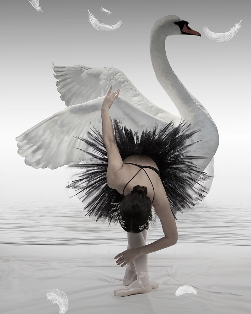 Swan Lake art print by Mieke for $57.95 CAD