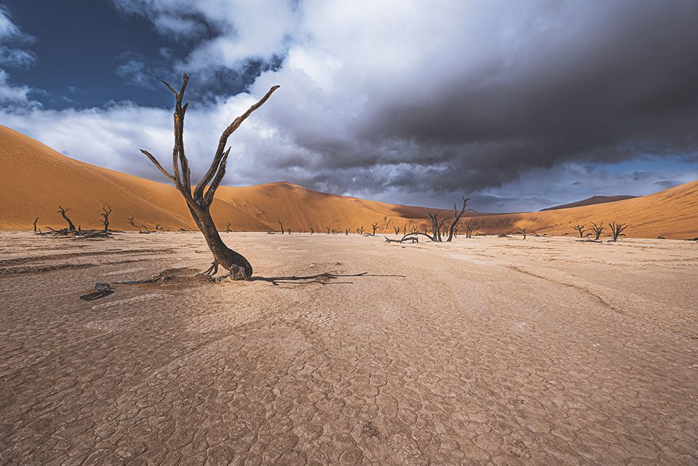 The past life of Deadvlei art print by Marco Tagliarino for $57.95 CAD