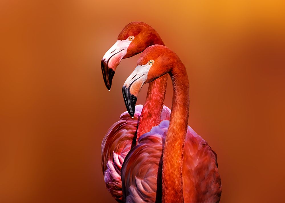 Flamingo Portrait art print by Richard Reames for $57.95 CAD