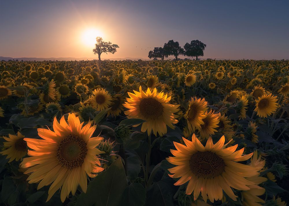 Sunflower field art print by Aidong Ning for $57.95 CAD