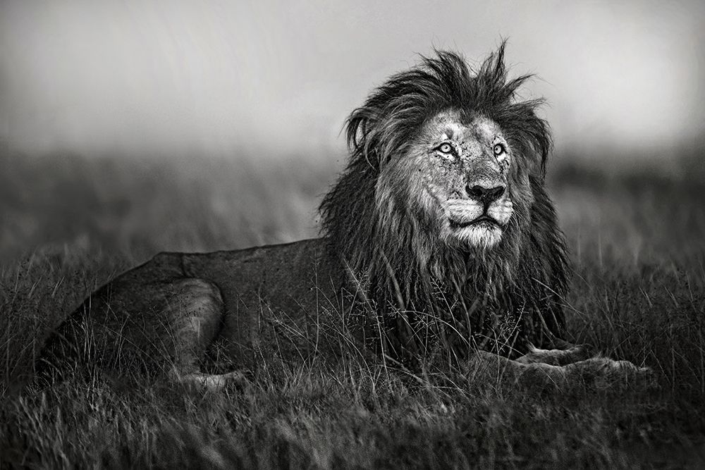 A legend of Masai Mara art print by Xavier Ortega for $57.95 CAD