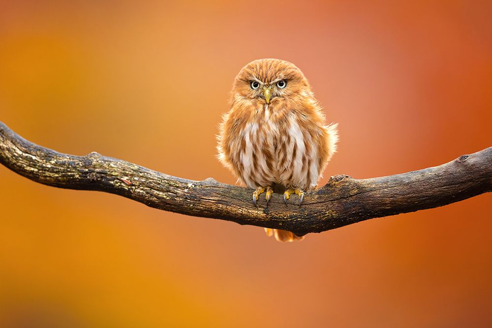 Ferruginous pygmy owl art print by Milan Zygmunt for $57.95 CAD