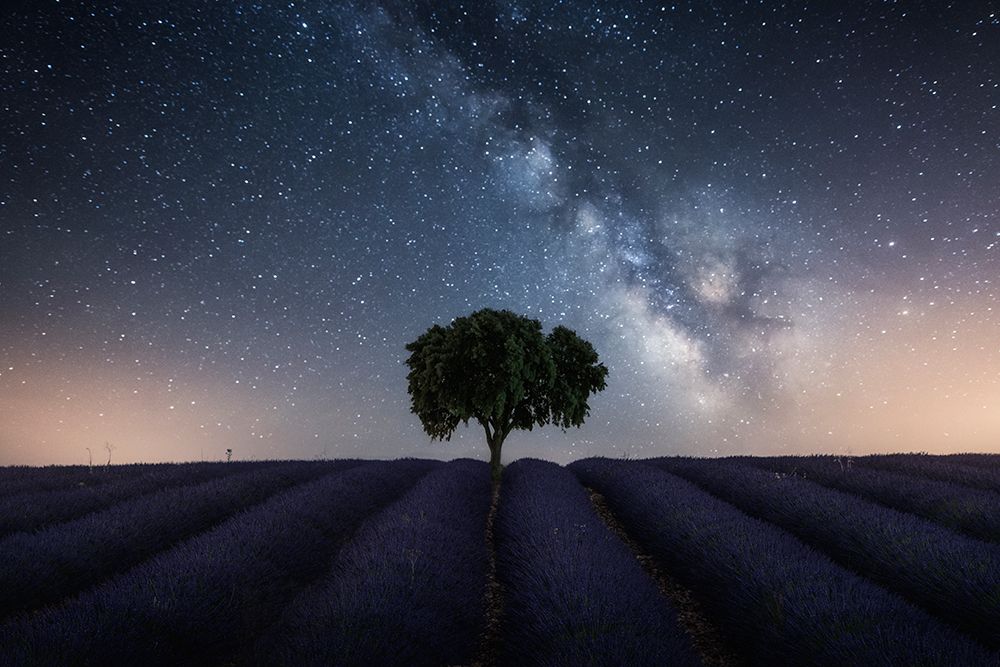 Tree And Milky Way art print by Jorge Ruiz Dueso for $57.95 CAD