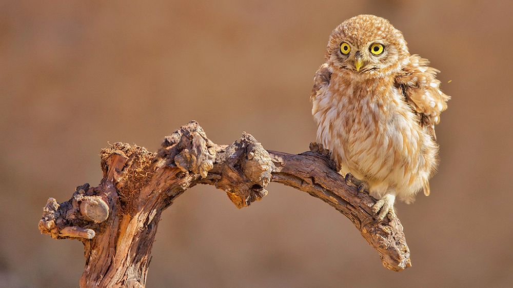 Little Owl art print by David Manusevich for $57.95 CAD