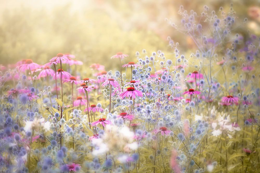 Enchantment art print by Jacky Parker for $57.95 CAD