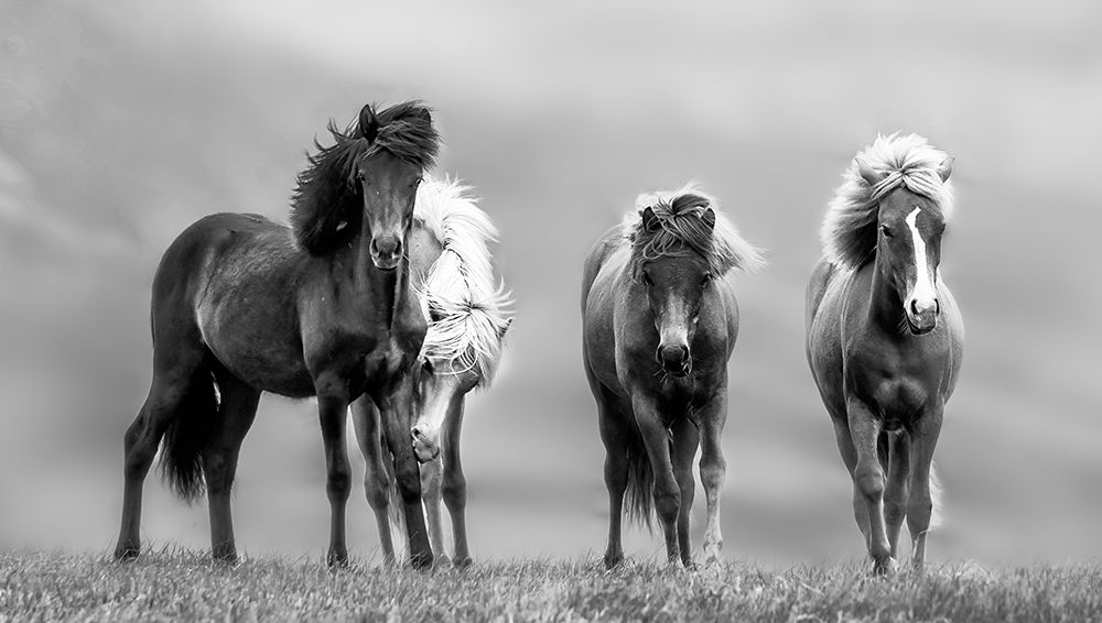 Icelandic Horses art print by James Bian for $57.95 CAD