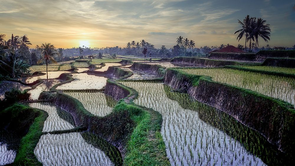 Paddy fields forever art print by Eden Antho for $57.95 CAD