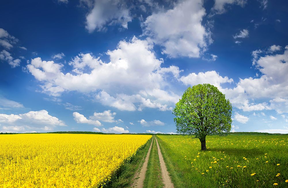 Spring art print by Bess Hamiti for $57.95 CAD