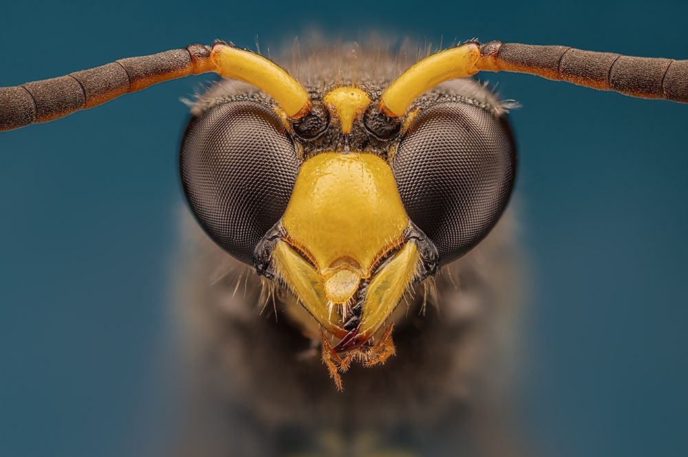 Wasp art print by Rico Cavallo for $57.95 CAD