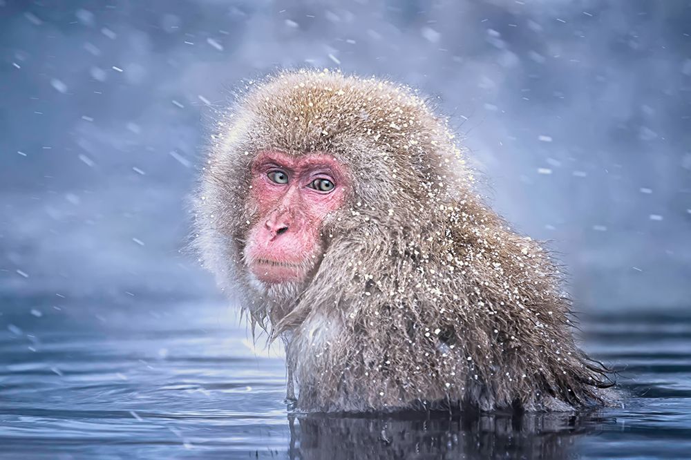 Snow Monkey art print by Max Wang for $57.95 CAD