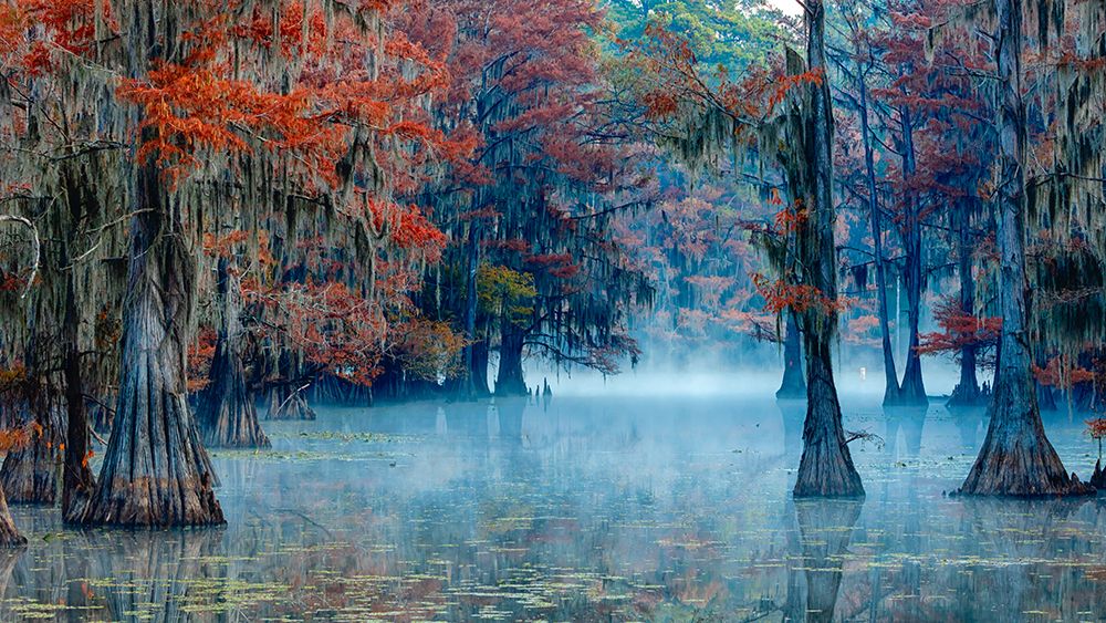 Caddo Lake art print by James Bian for $57.95 CAD