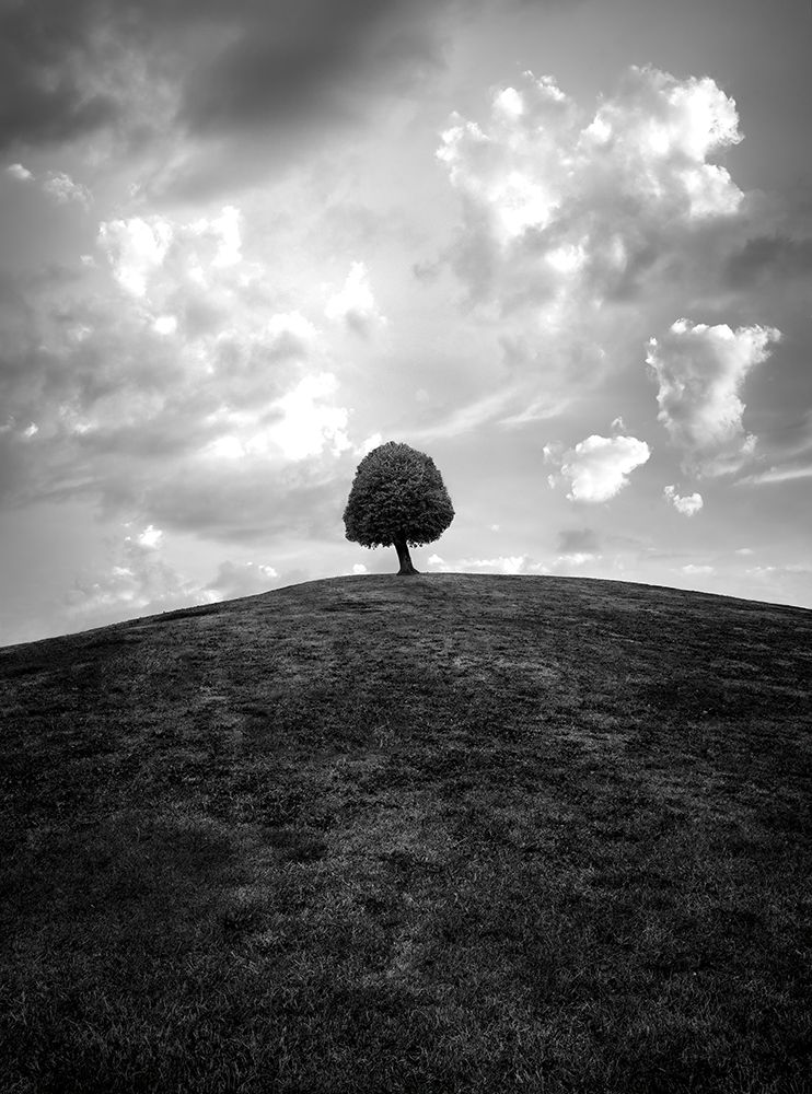 Lonely tree BW art print by Christian Lindsten for $57.95 CAD