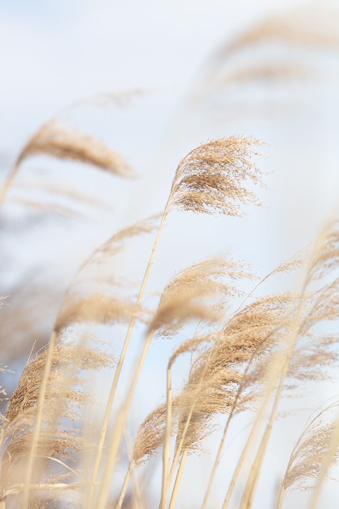 Grass Reed and sky_2 art print by 1x Studio III for $57.95 CAD