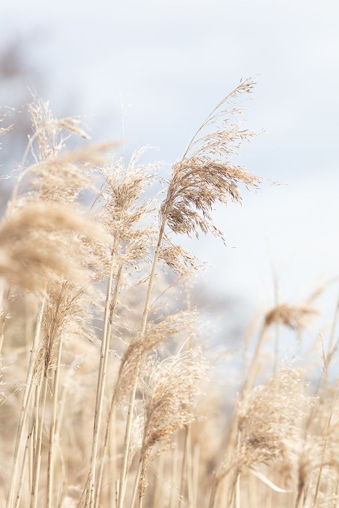Grass Reed And Sky_3 art print by 1x Studio III for $57.95 CAD