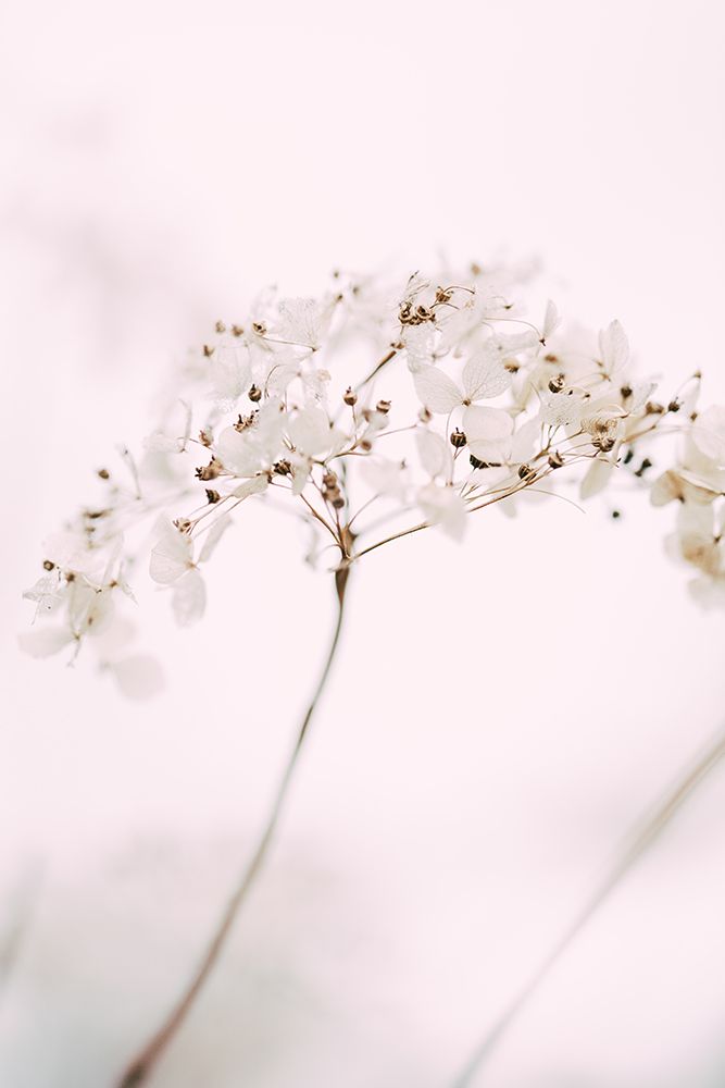 Soft dried flower_pink art print by 1x Studio III for $57.95 CAD
