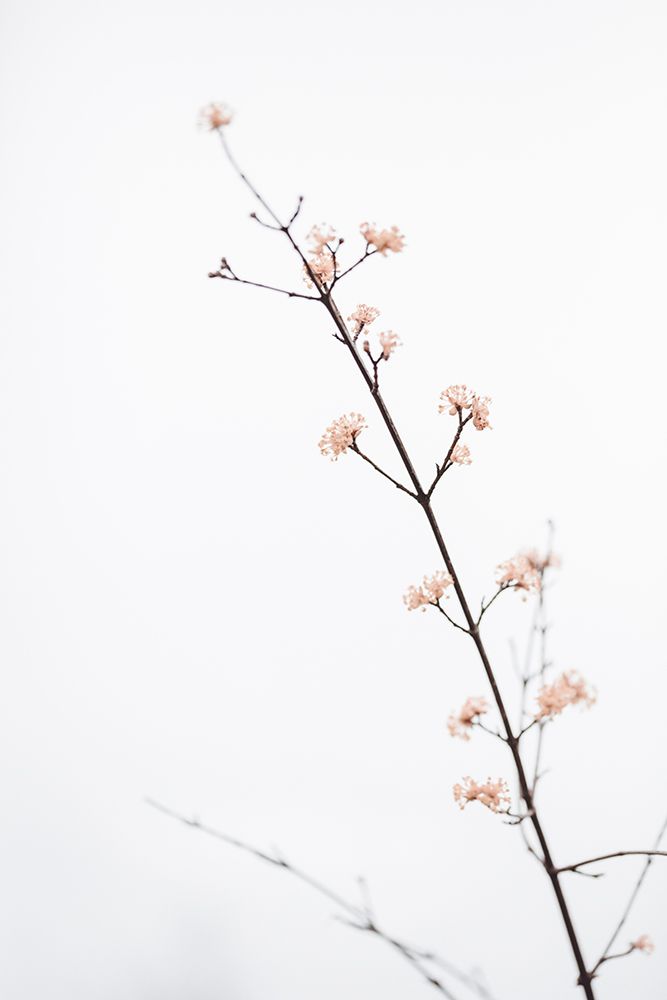 Twig with small flowers art print by 1x Studio III for $57.95 CAD