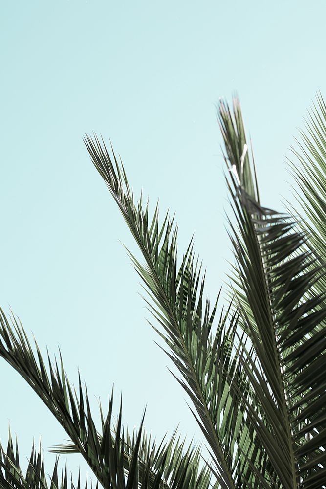 Palm leaves and sky_2 art print by 1x Studio III for $57.95 CAD