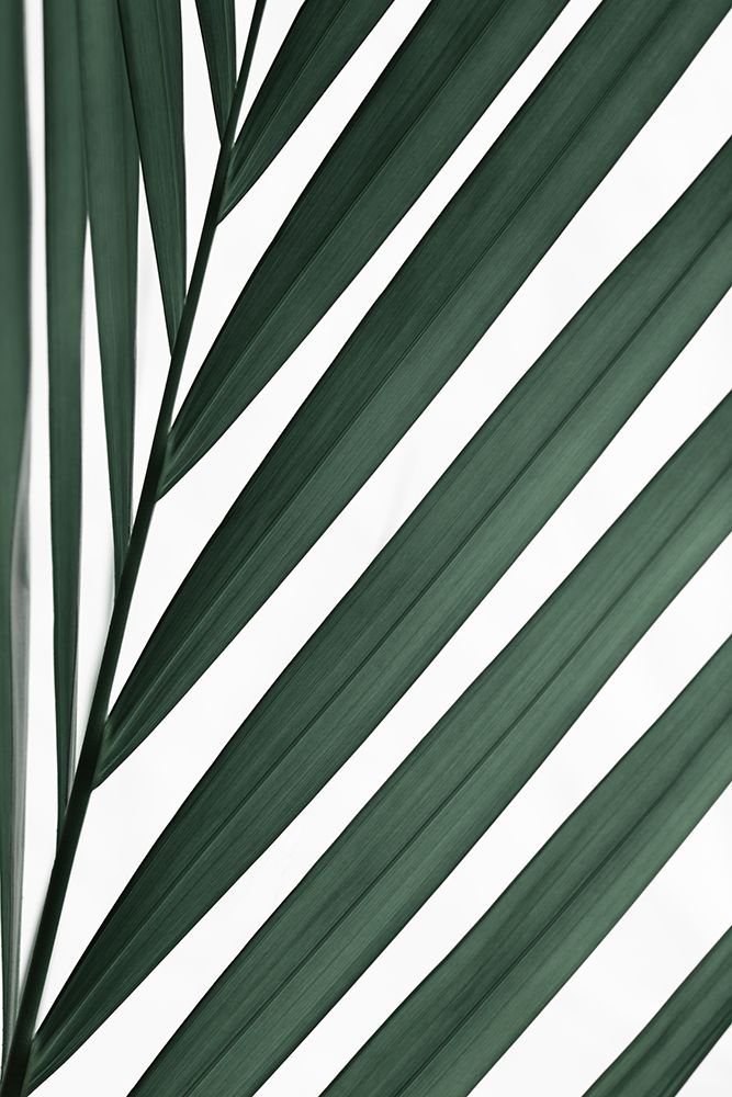 Graphic palm leaf_3 art print by 1x Studio III for $57.95 CAD