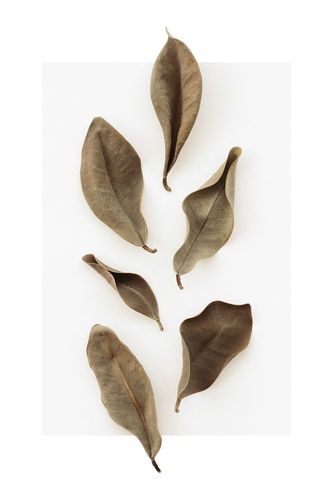 Dried Leaves_1 art print by 1x Studio III for $57.95 CAD