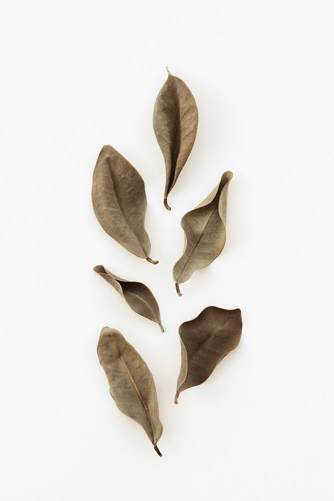 Dried Leaves_2 art print by 1x Studio III for $57.95 CAD