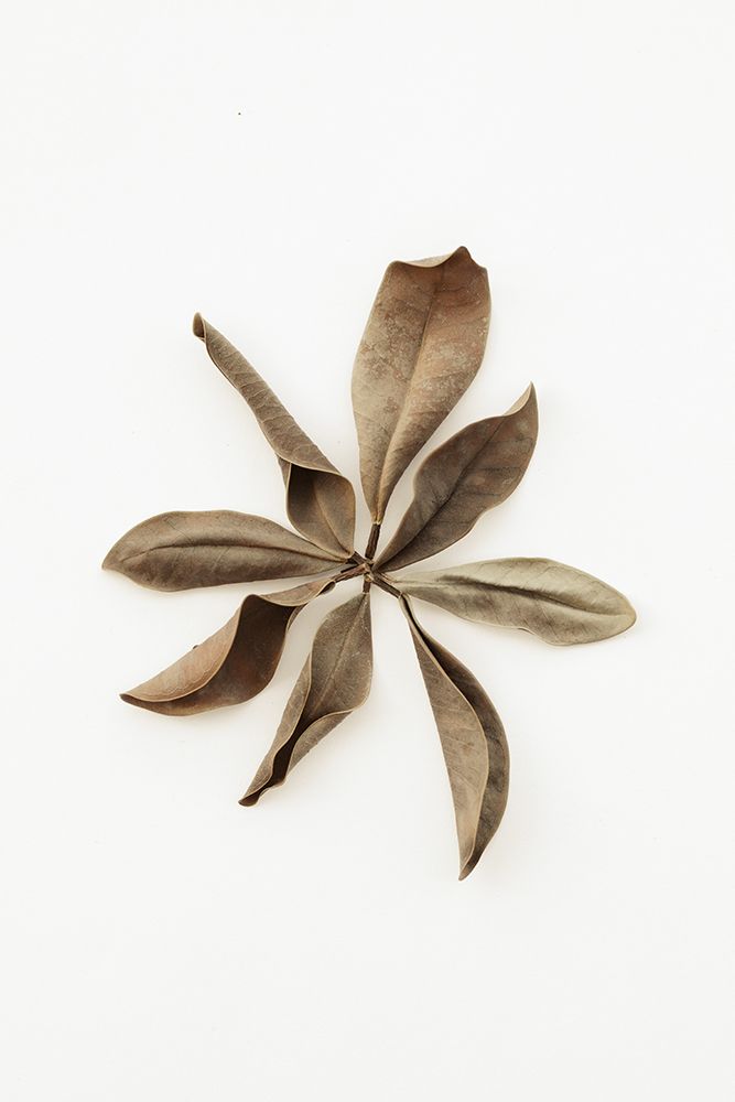 Dried Leaves_3 art print by 1x Studio III for $57.95 CAD