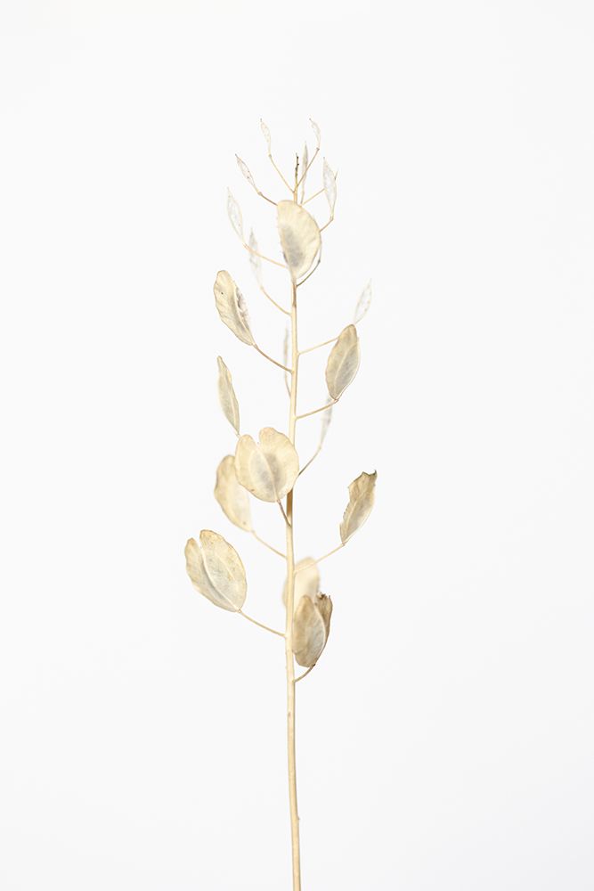 Solitary dried plant_light grey art print by 1x Studio III for $57.95 CAD