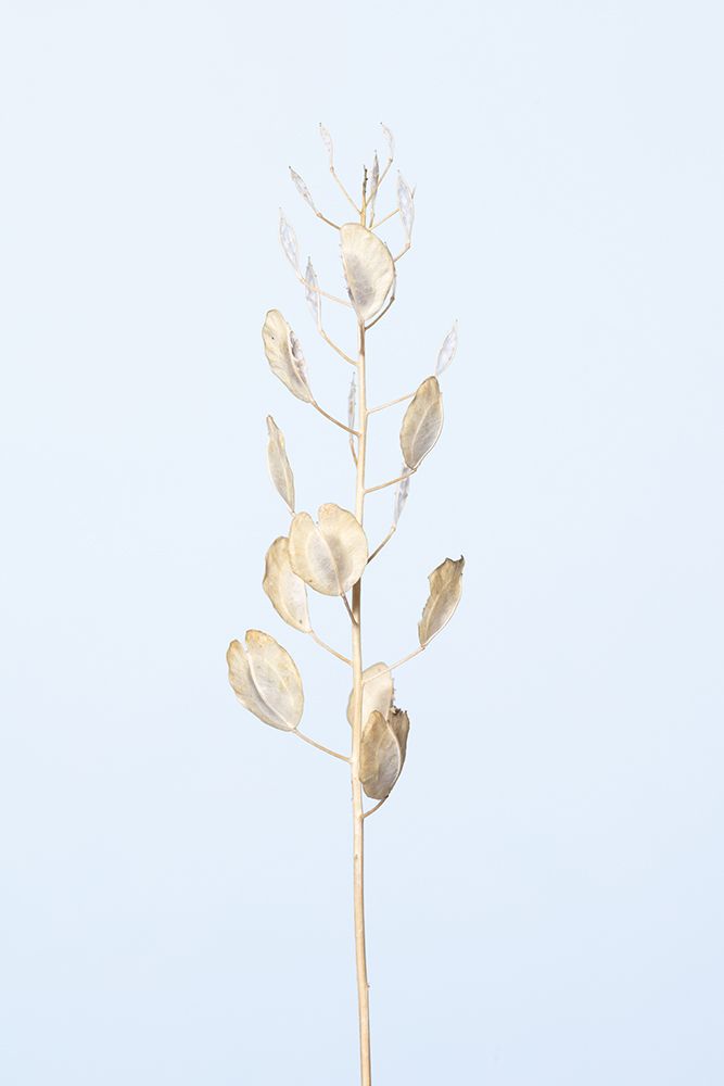 Solitary dried plant_light blue art print by 1x Studio III for $57.95 CAD