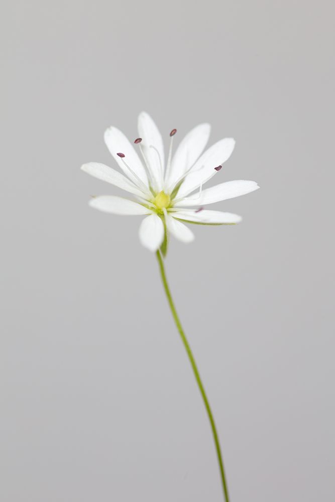 Small White Flower_1 art print by 1x Studio III for $57.95 CAD