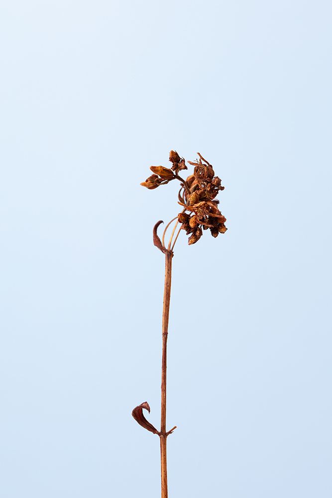 Dried brown plant_1 art print by 1x Studio III for $57.95 CAD