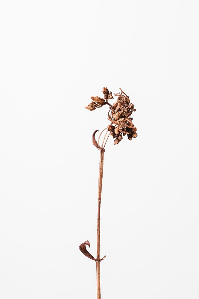 Dried brown plant_2 art print by 1x Studio III for $57.95 CAD