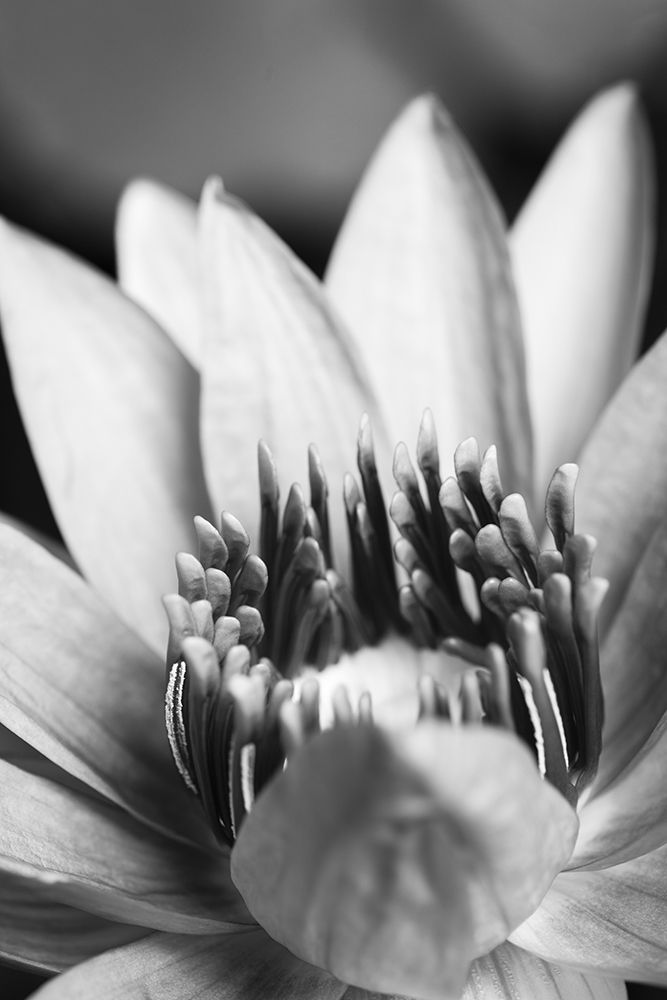 Flower-close up art print by 1x Studio III for $57.95 CAD