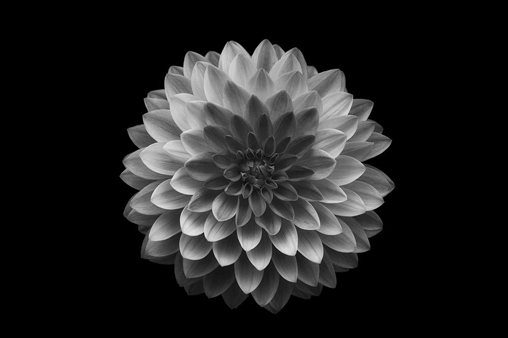 Dahlia art print by Lotte Gronkjar for $57.95 CAD