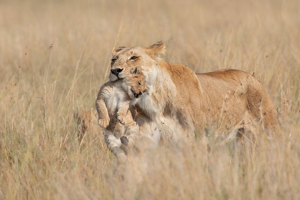 Mother Lioness art print by Alessandro Catta for $57.95 CAD