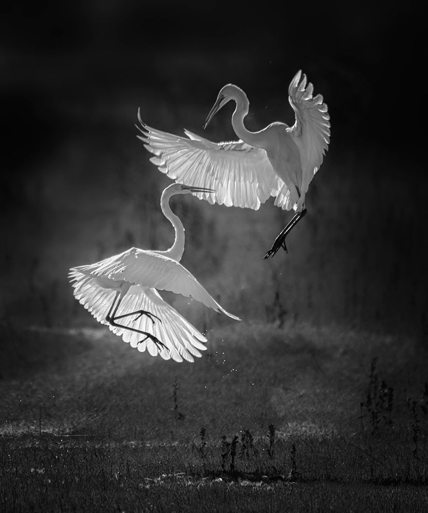 The dance of egrets art print by Joan Zhang for $57.95 CAD