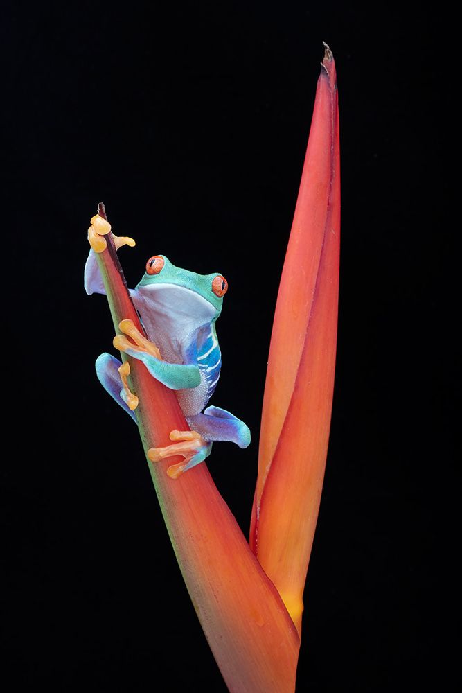 Red Eyed Tree Frog on a Tropical Flower art print by Linda D Lester for $57.95 CAD