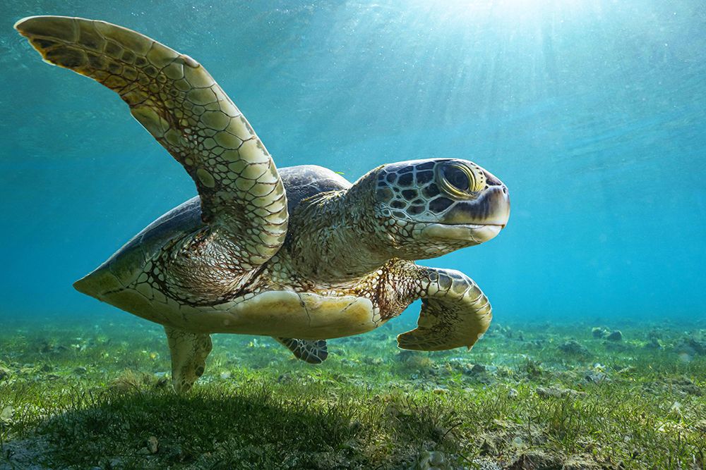 Green Turtle art print by Serge Melesan for $57.95 CAD