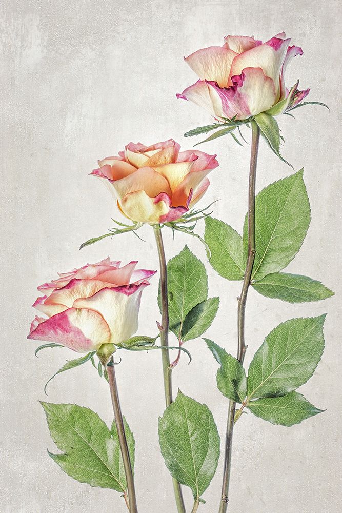 Roses art print by Mandy Disher for $57.95 CAD