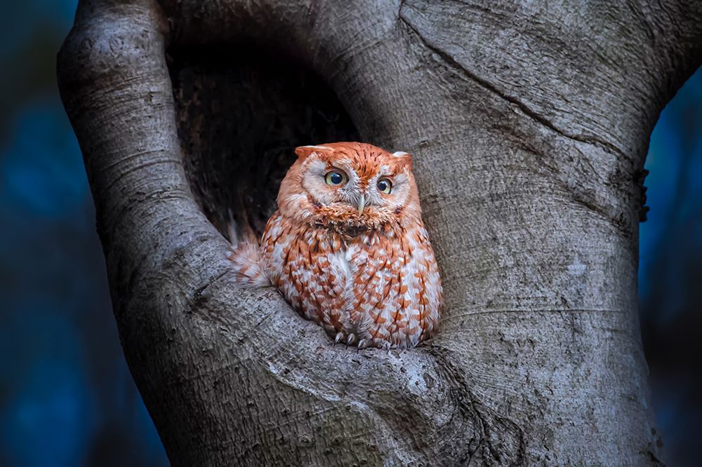 Eastern Screech Owl (Red Morph) art print by Max Wang for $57.95 CAD