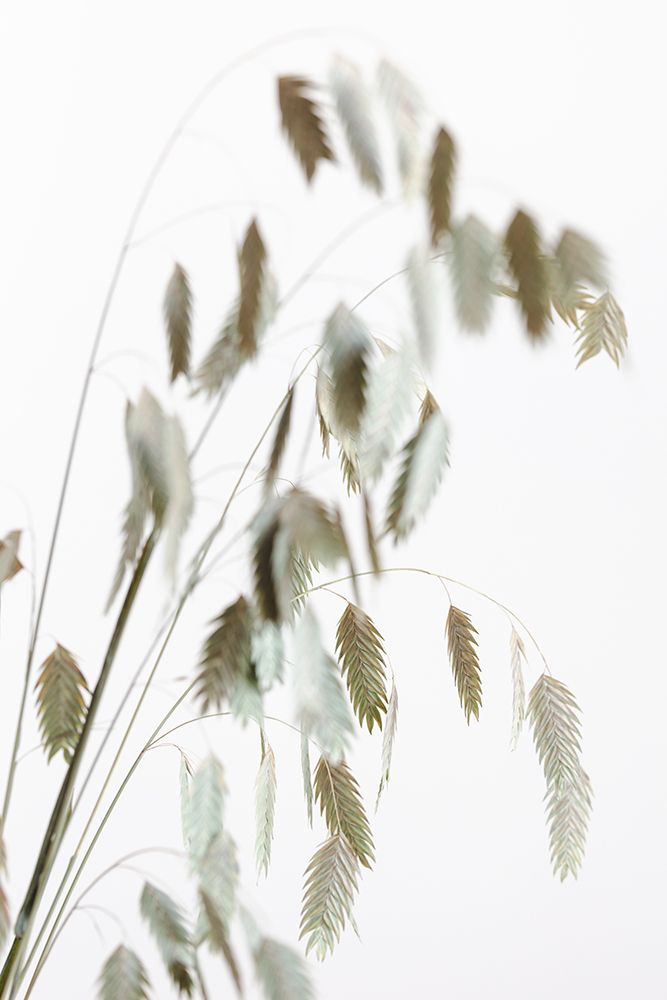 Dried Grass_Natural art print by 1x Studio III for $57.95 CAD
