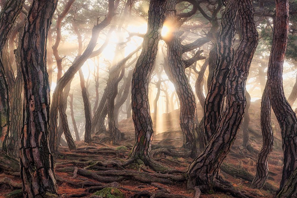 Old trees art print by Tiger Seo for $57.95 CAD