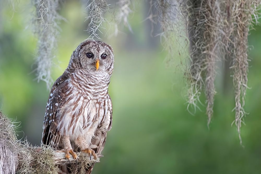 Barred Owl art print by Max Wang for $57.95 CAD