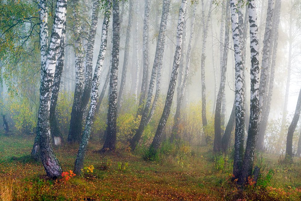 Autumn fogs art print by Dmitry Doronin for $57.95 CAD