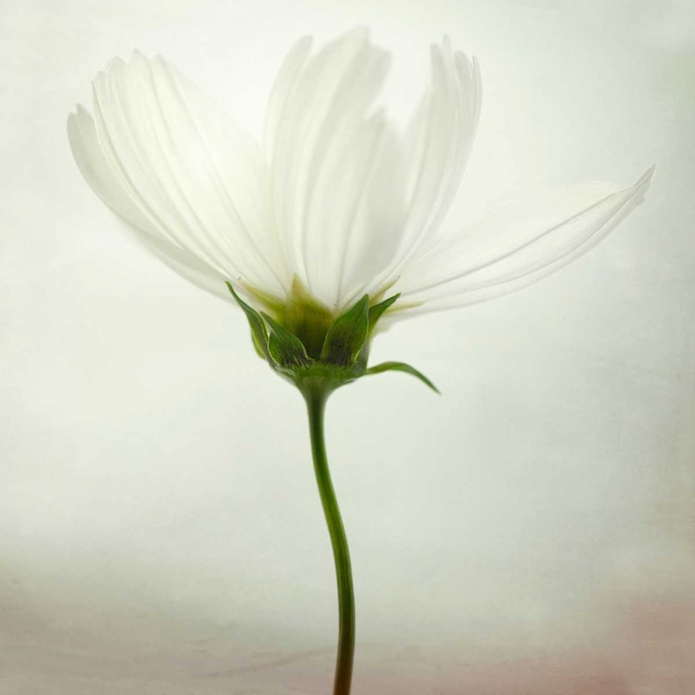 White Cosmos art print by Lotte Gronkjaer for $57.95 CAD