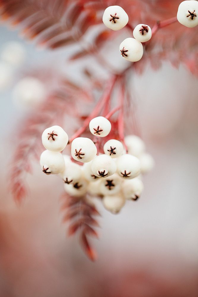 Berries on a twig art print by 1x Studio III for $57.95 CAD