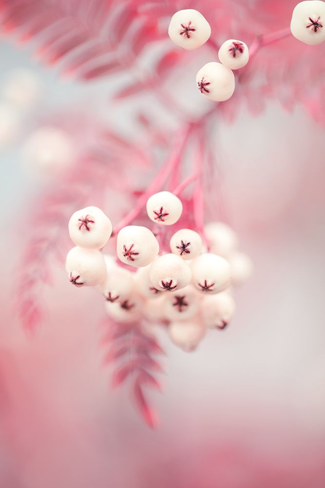 Berries on a twig No2 art print by 1x Studio III for $57.95 CAD