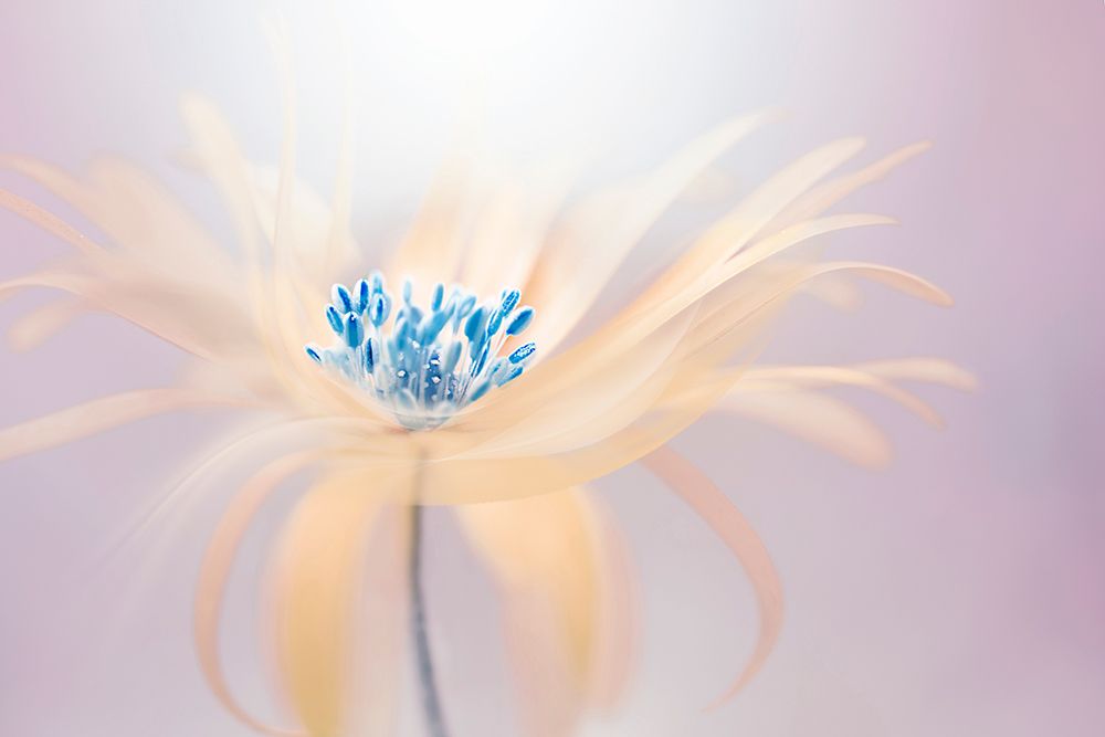 Shine art print by Jacky Parker for $57.95 CAD